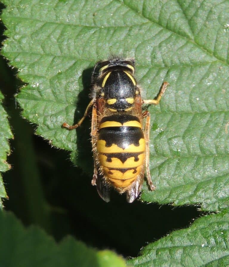Common wasp (Vespula vulgaris), Sandy, Bedfordshire Common wasp (Vespula vulgaris), Sandy, Bedfordshire