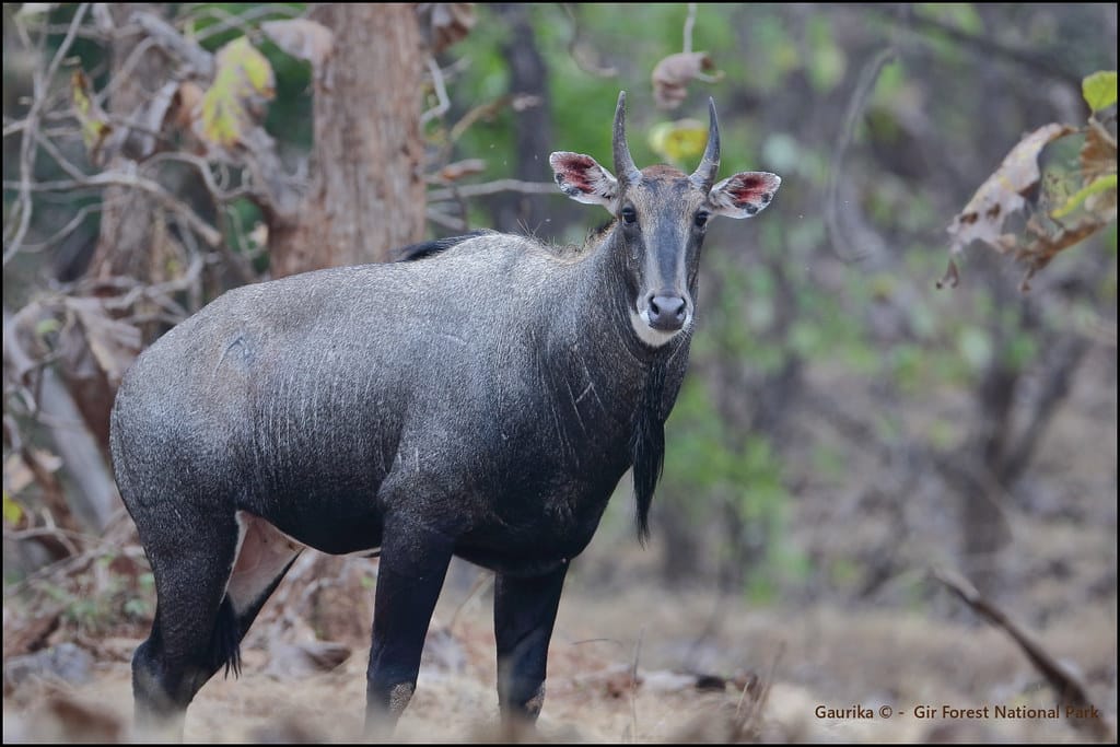 Nilgai or Blue bull (Boselaphus tragocamelus) @ Gir Forest National Park Nilgai or Blue bull (Boselaphus tragocamelus) @ Gir Forest National Park