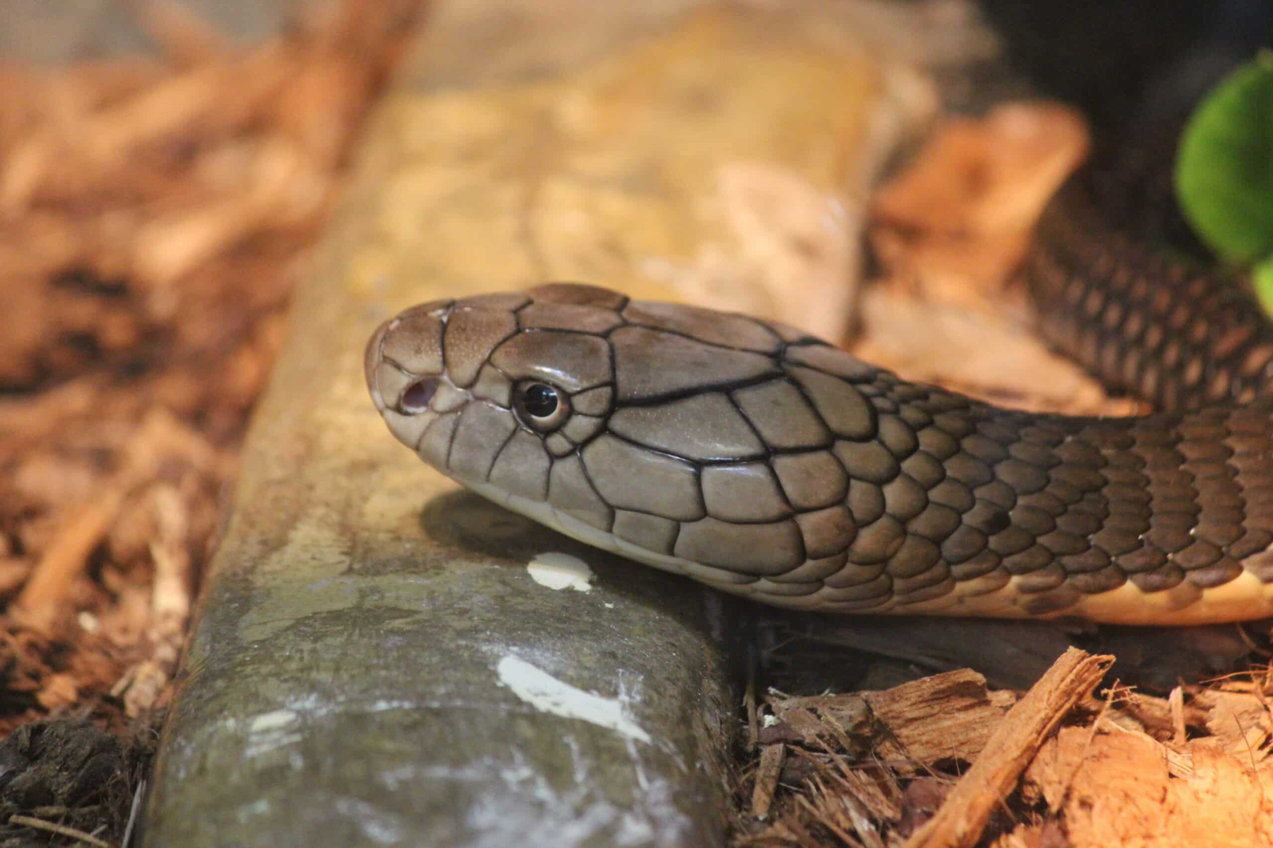 KingCobra01 KingCobra01