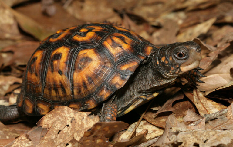 Eastern Box Turtle Eastern Box Turtle