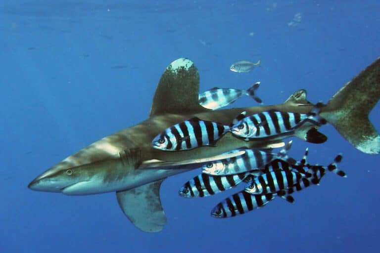 Carcharhinus longimanus 1
