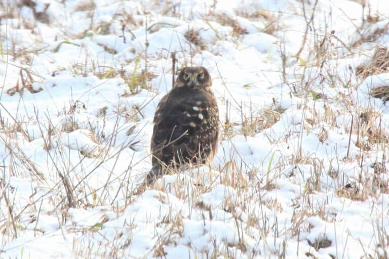 Northern Harrier (Circus hudsonius) (5350438196) Northern Harrier (Circus hudsonius) (5350438196)