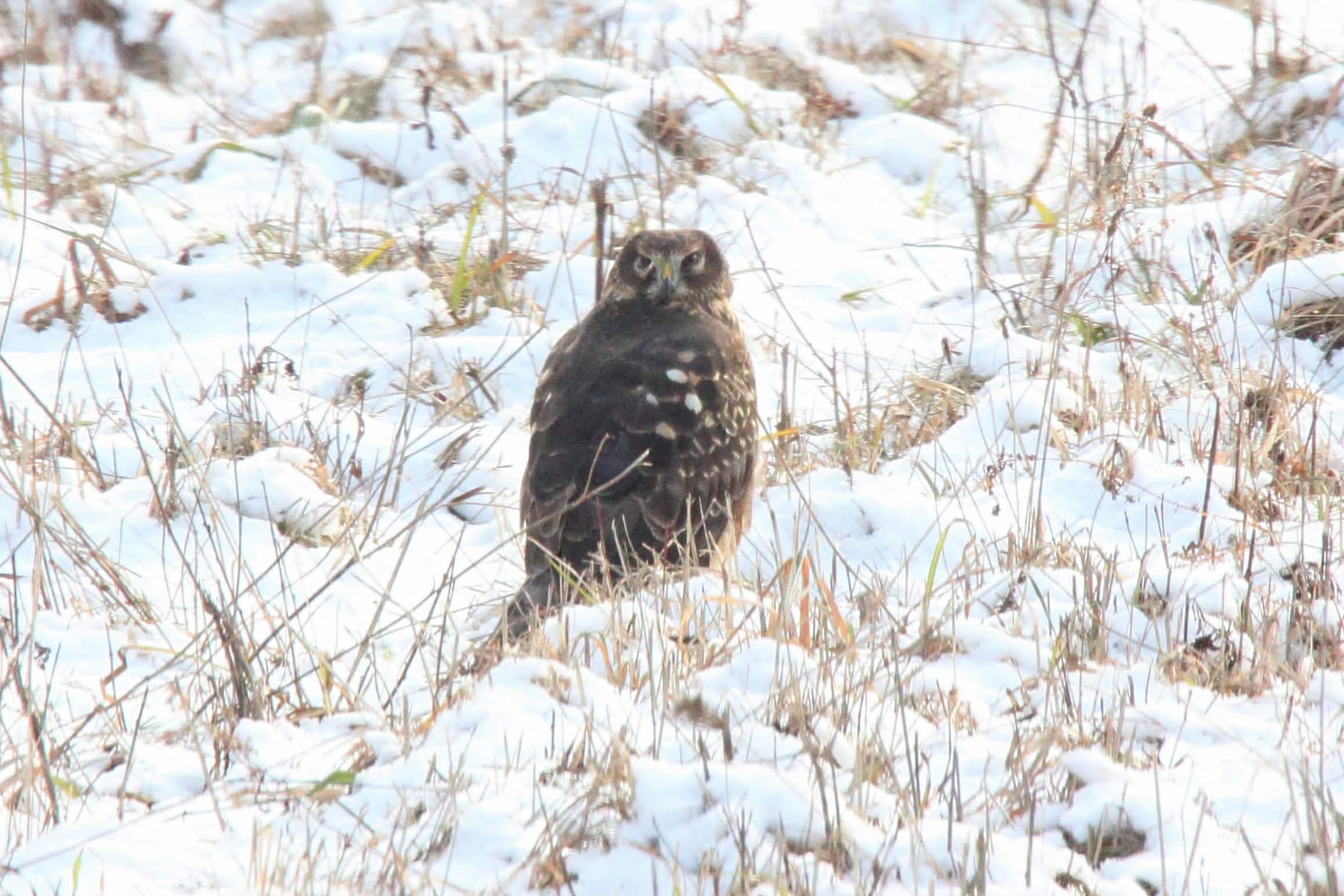 Northern Harrier (Circus hudsonius) (5350438196) Northern Harrier (Circus hudsonius) (5350438196)