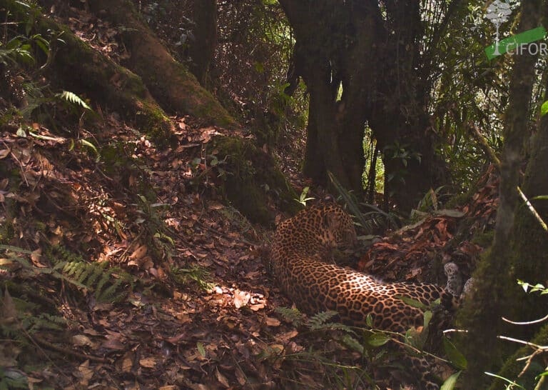 Leopard relaxing in the forest