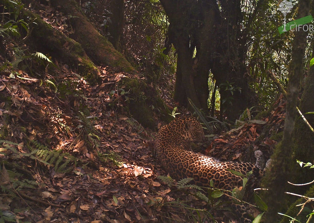 Leopard relaxing in the forest