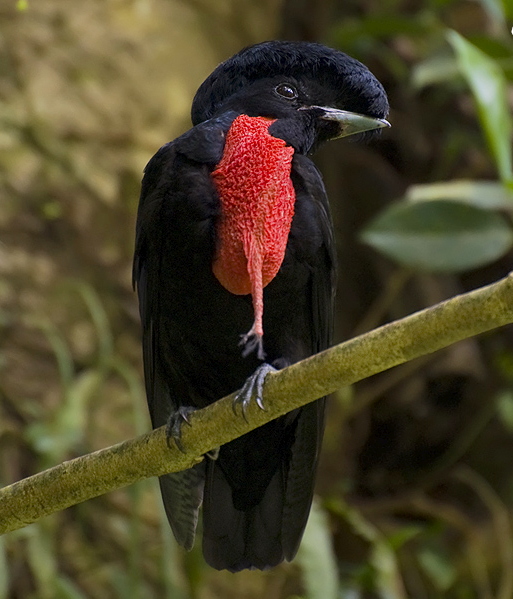 Cephalopterus glabricollis Cephalopterus glabricollis