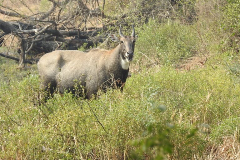 File:Neelgai Boselaphus tragocamelus by Dr. Raju Kasambe DSCN7671 (2).jpg File:Neelgai Boselaphus tragocamelus by Dr. Raju Kasambe DSCN7671 (2).jpg