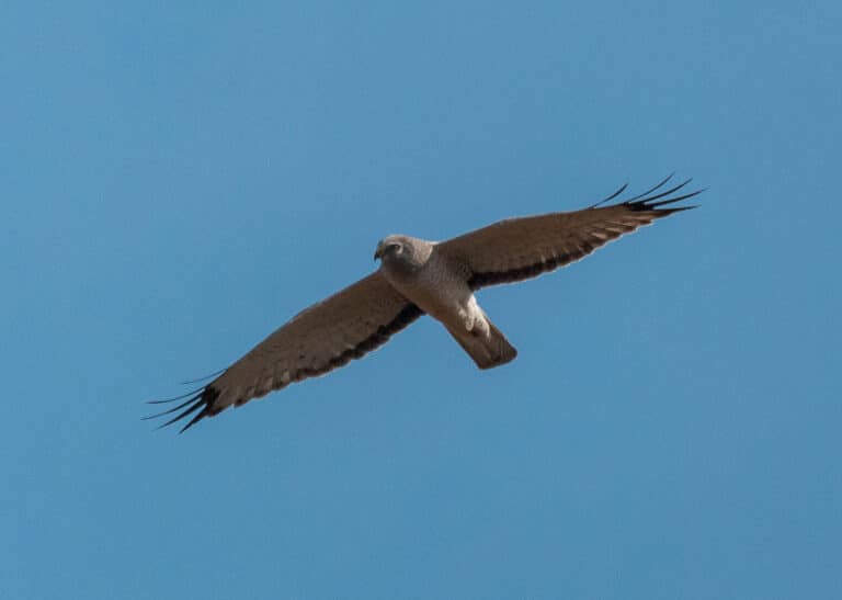 Northern Harrier (Circus hudsonius) – 52165990050 Northern Harrier (Circus hudsonius) – 52165990050