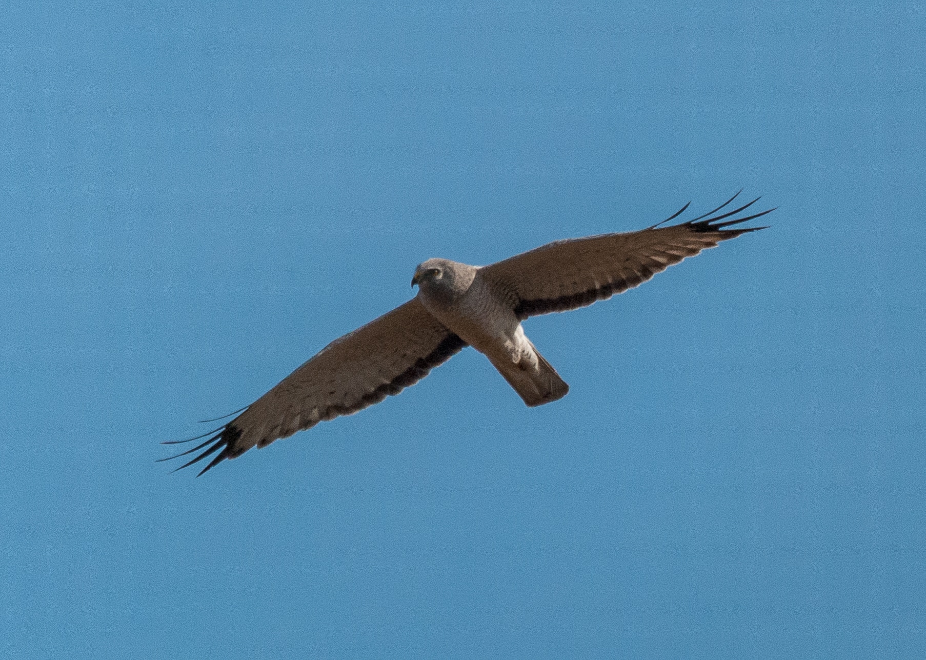 Northern Harrier (Circus hudsonius) – 52165990050 Northern Harrier (Circus hudsonius) – 52165990050