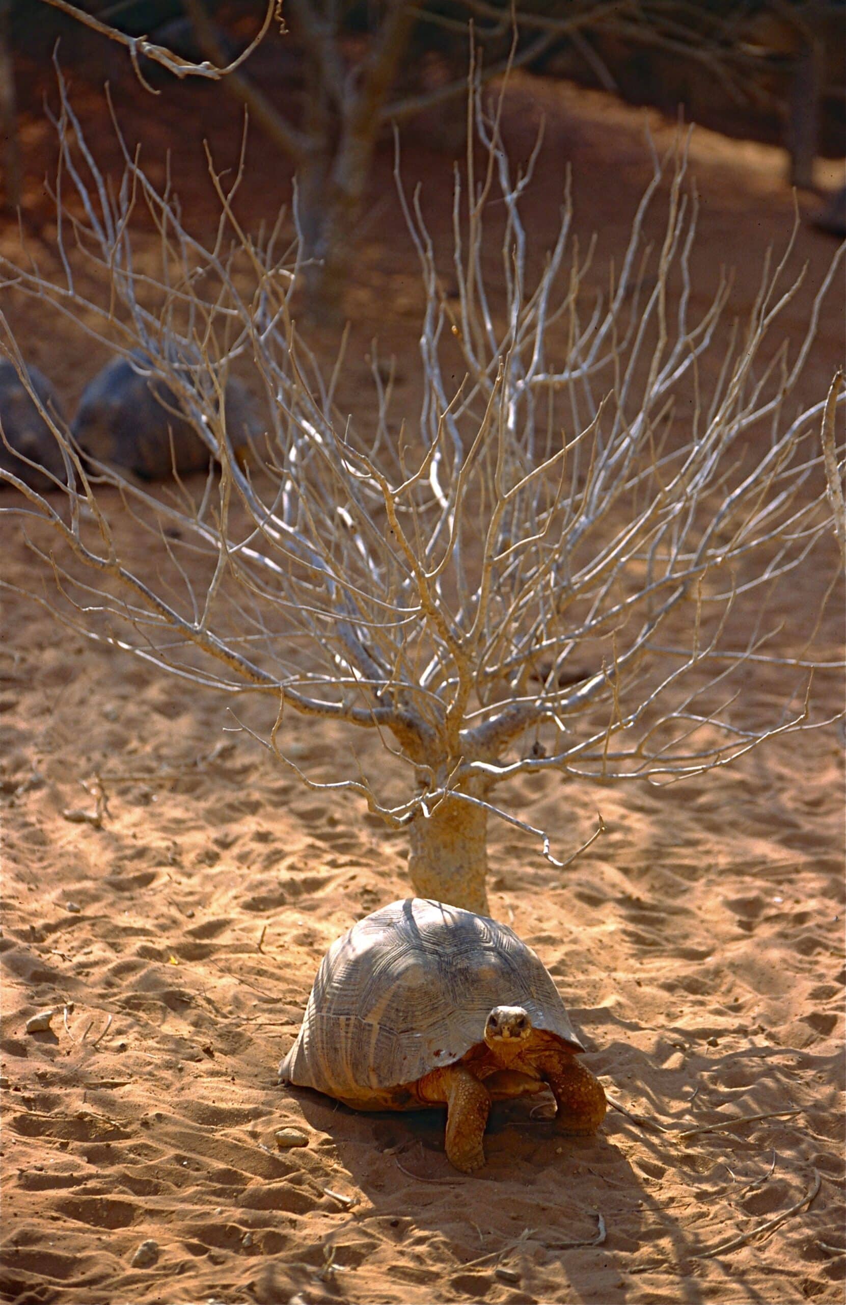 File:Radiated Tortoise (Astrochelys radiata) (9580758975).jpg