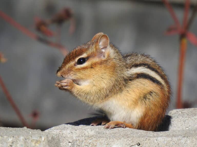 Tamias striatus – 2021 Tamias striatus – 2021