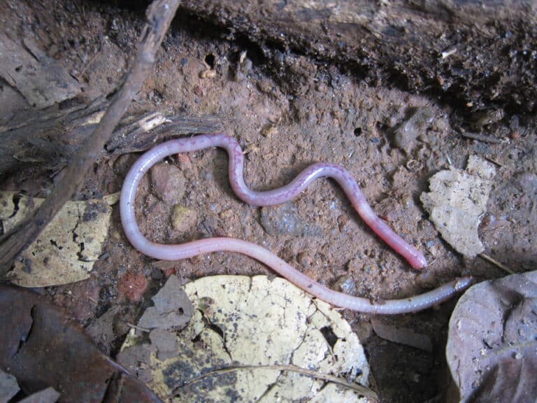 Earthworm മണ്ണിര Earthworm മണ്ണിര