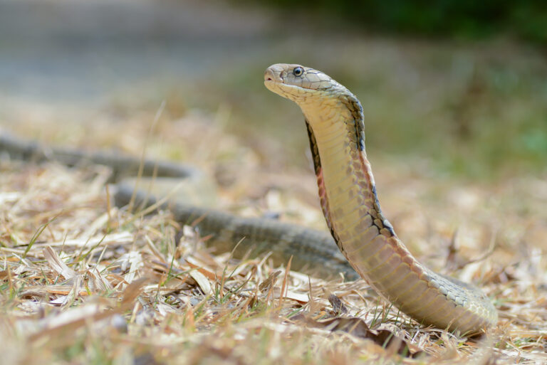 Ophiophagus hannah, King cobra (female) – Kaeng Krachan National Park (25458697183) Ophiophagus hannah, King cobra (female) – Kaeng Krachan National Park (25458697183) King Cobra