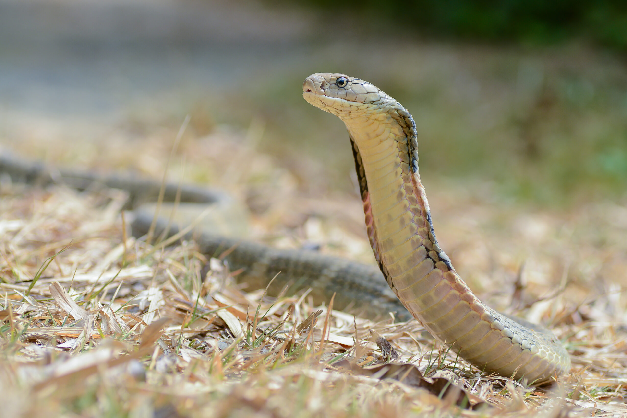 Ophiophagus hannah, King cobra (female) – Kaeng Krachan National Park (25458697183) Ophiophagus hannah, King cobra (female) – Kaeng Krachan National Park (25458697183) King Cobra