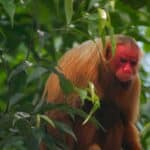 Uakari