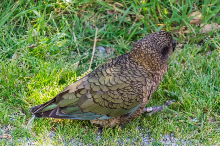 Nestor notabilis in Arthur’s Pass NP 02