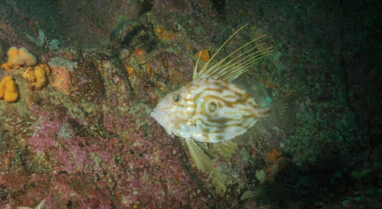 Saint-Pierre (Zeus faber) (Ifremer 00555-66734 – 44444) John Dory