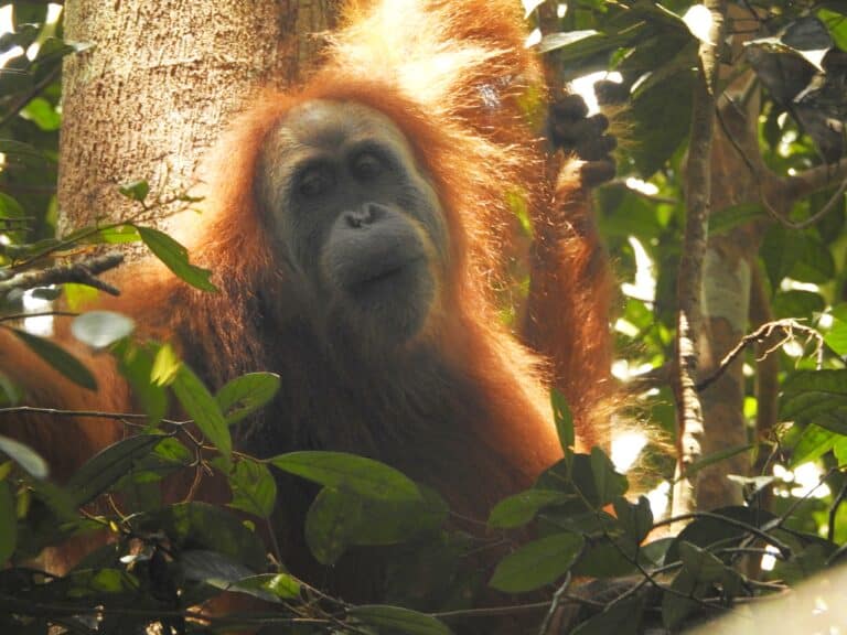 The Gorgeous Orangutan Tapanuli 01 The Gorgeous Orangutan Tapanuli 01 Tapanuli Orangutan
