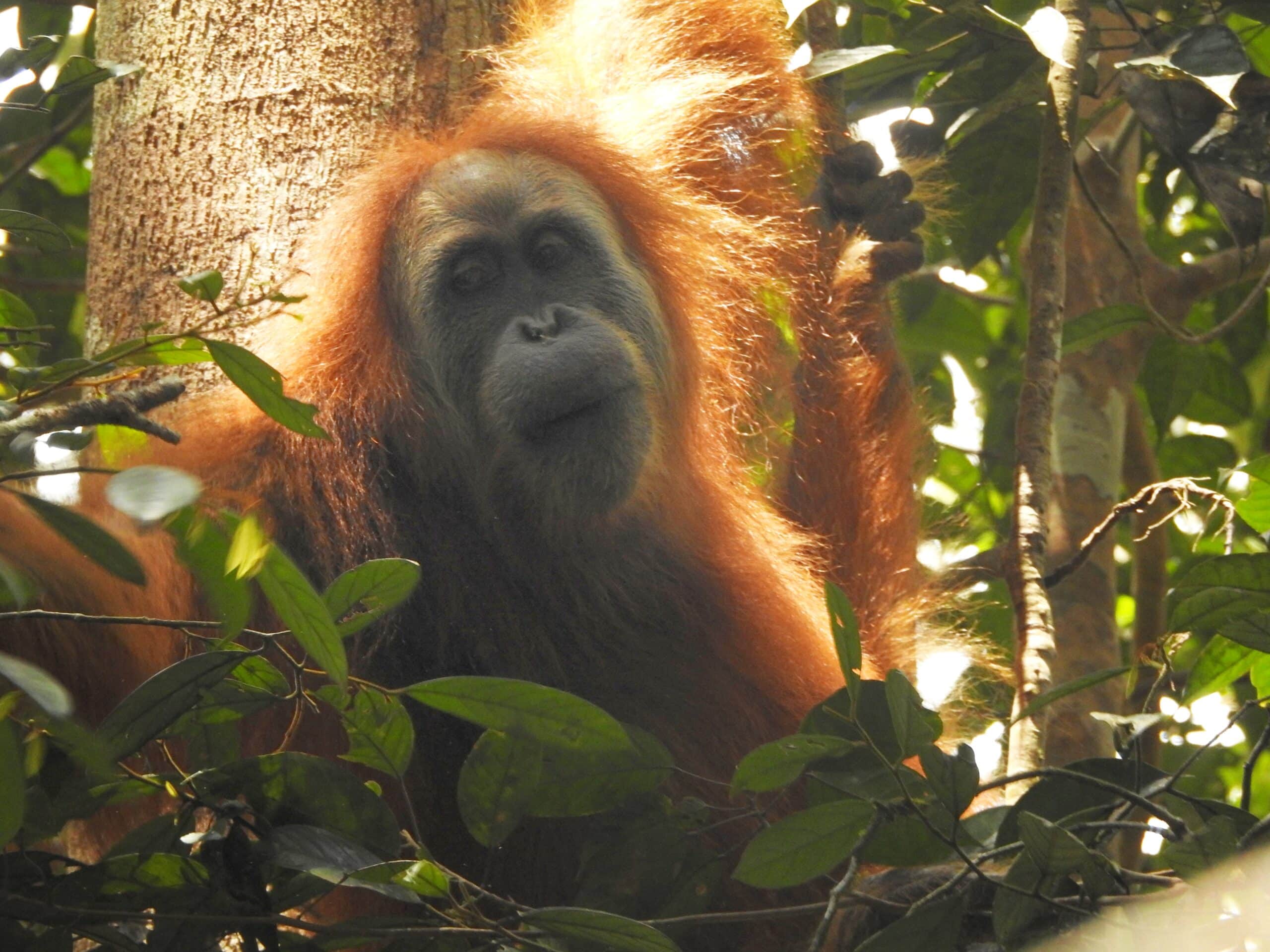 The Gorgeous Orangutan Tapanuli 01 The Gorgeous Orangutan Tapanuli 01 Tapanuli Orangutan