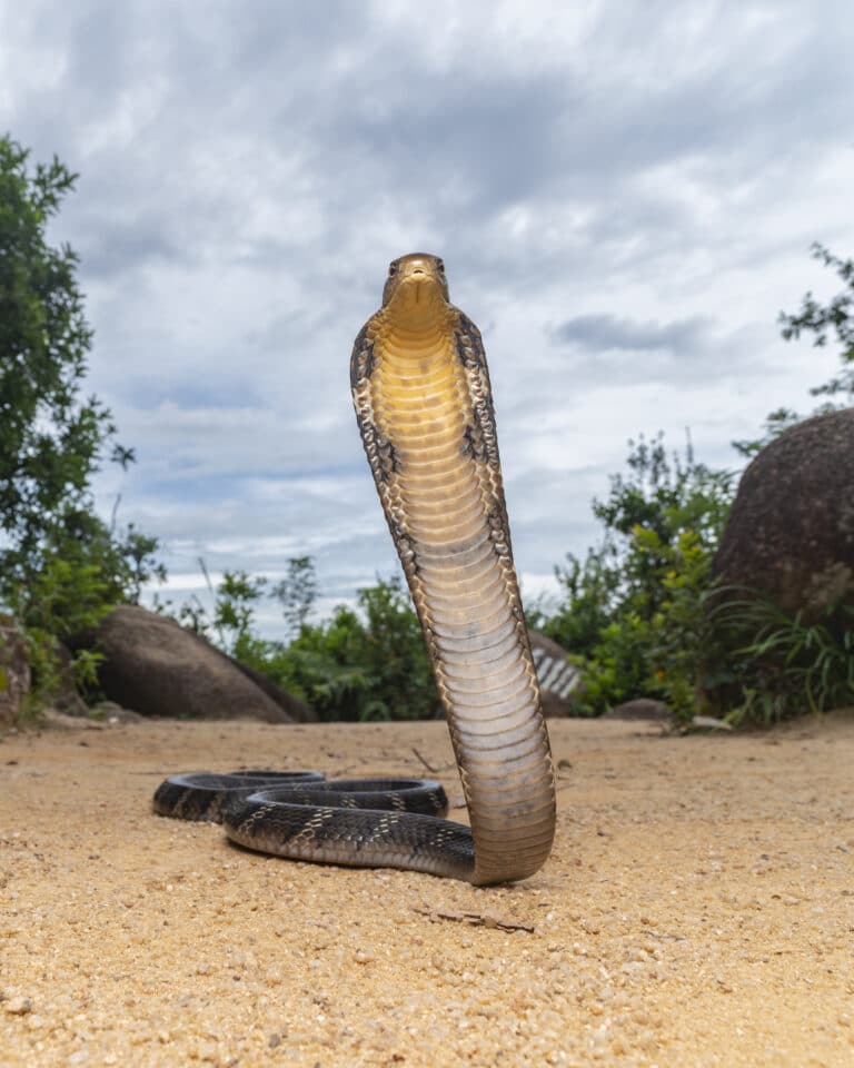 Ophiophagus hannah 157899882 Ophiophagus hannah 157899882