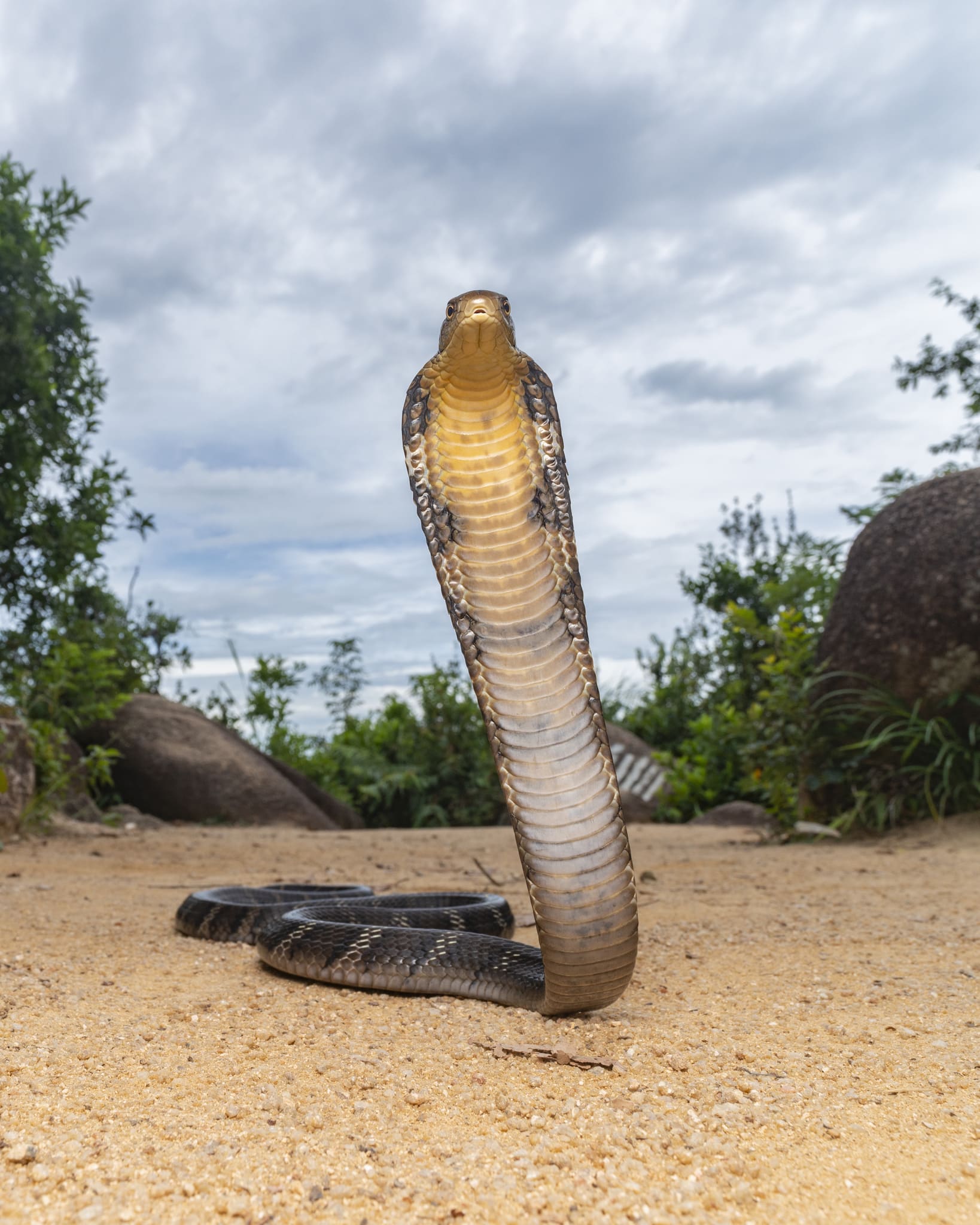 Ophiophagus hannah 157899882 Ophiophagus hannah 157899882
