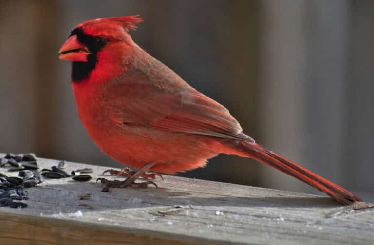 Cardinalis cardinalis Cardinalis cardinalis