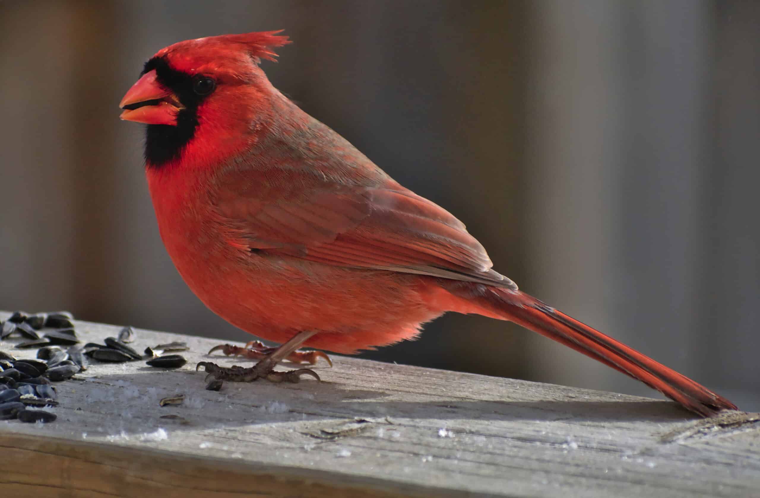 Cardinalis cardinalis Cardinalis cardinalis