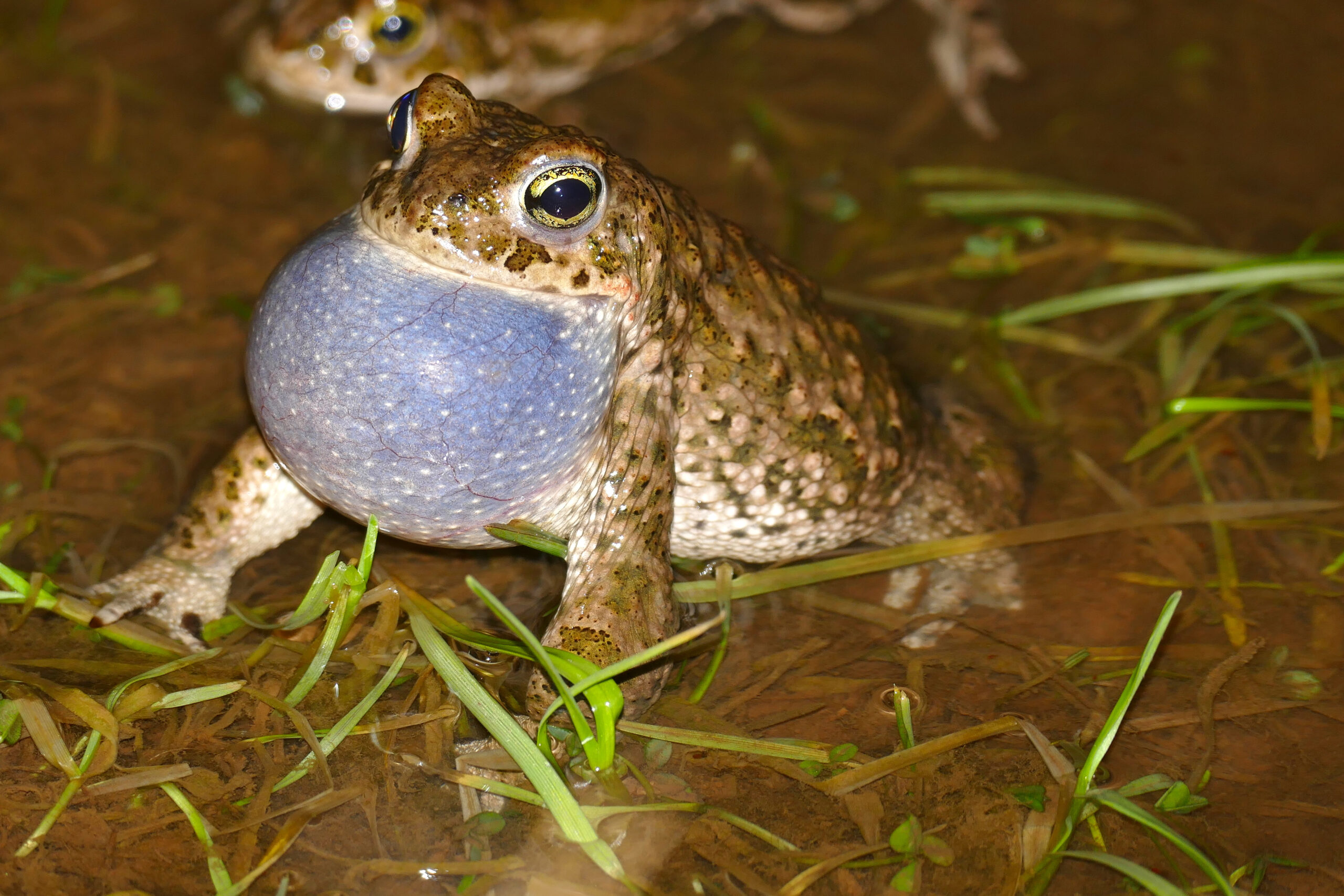 File:Natterjack Toad (Epidalea calamita) male calling (16184496963).jpg  Natterjack