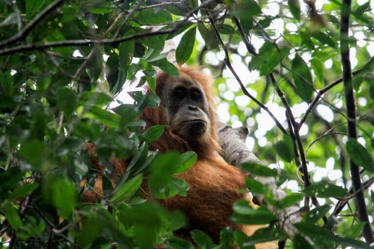 Tapanuli Orangutan Amid Threat of Extinction Tapanuli Orangutan Amid Threat of Extinction