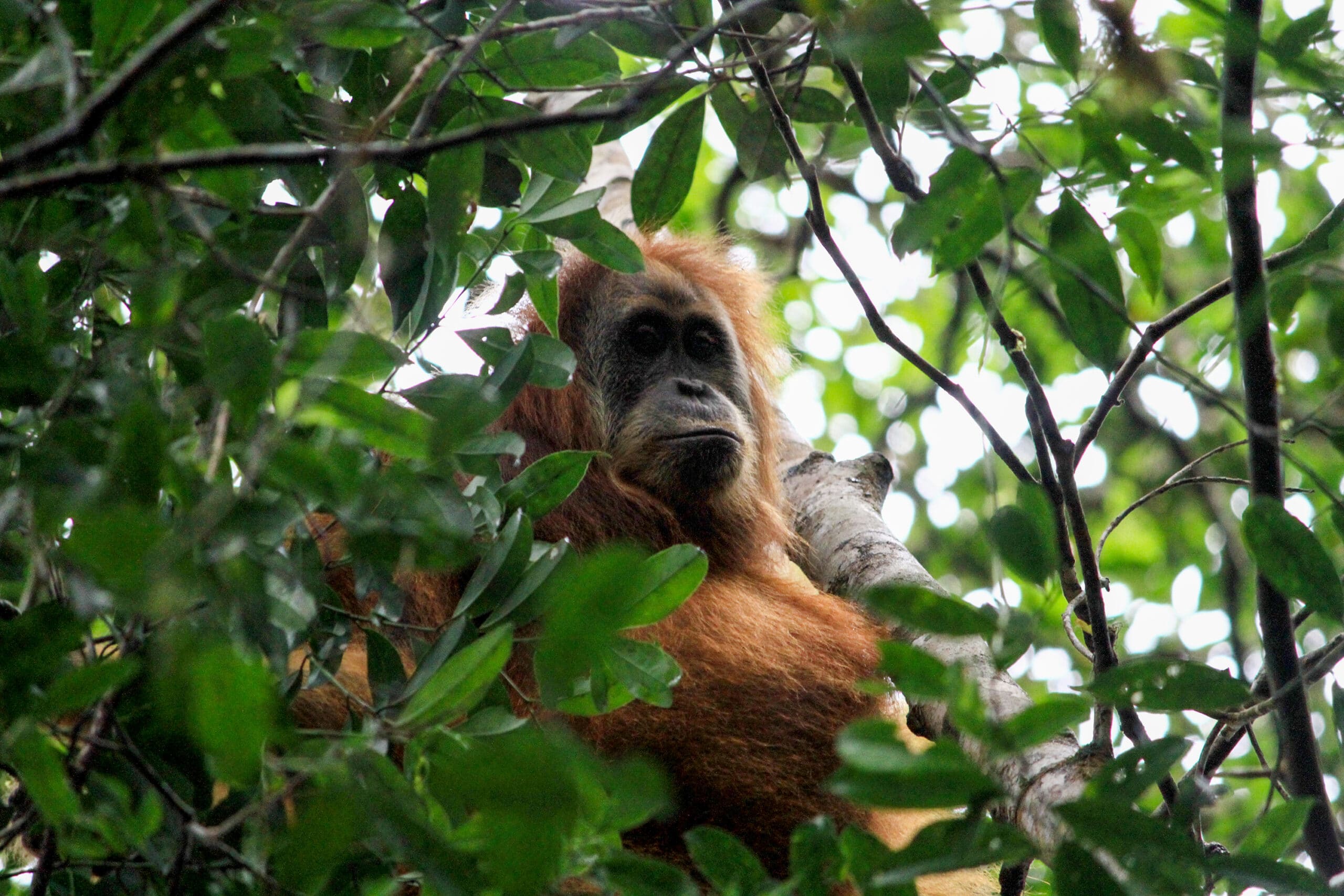 Tapanuli Orangutan Amid Threat of Extinction Tapanuli Orangutan Amid Threat of Extinction