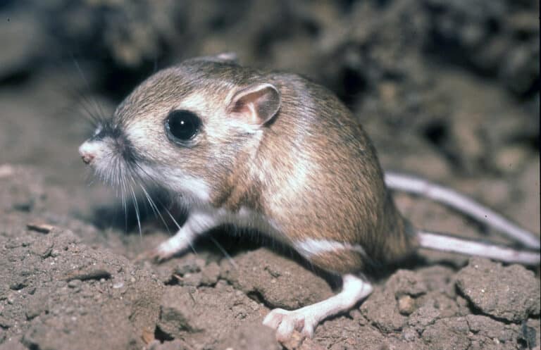 Tipton kangaroo rat Tipton kangaroo rat