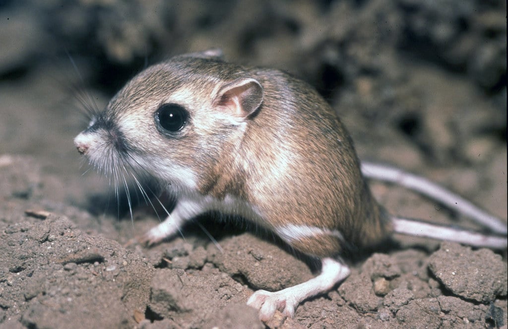 Tipton kangaroo rat Tipton kangaroo rat