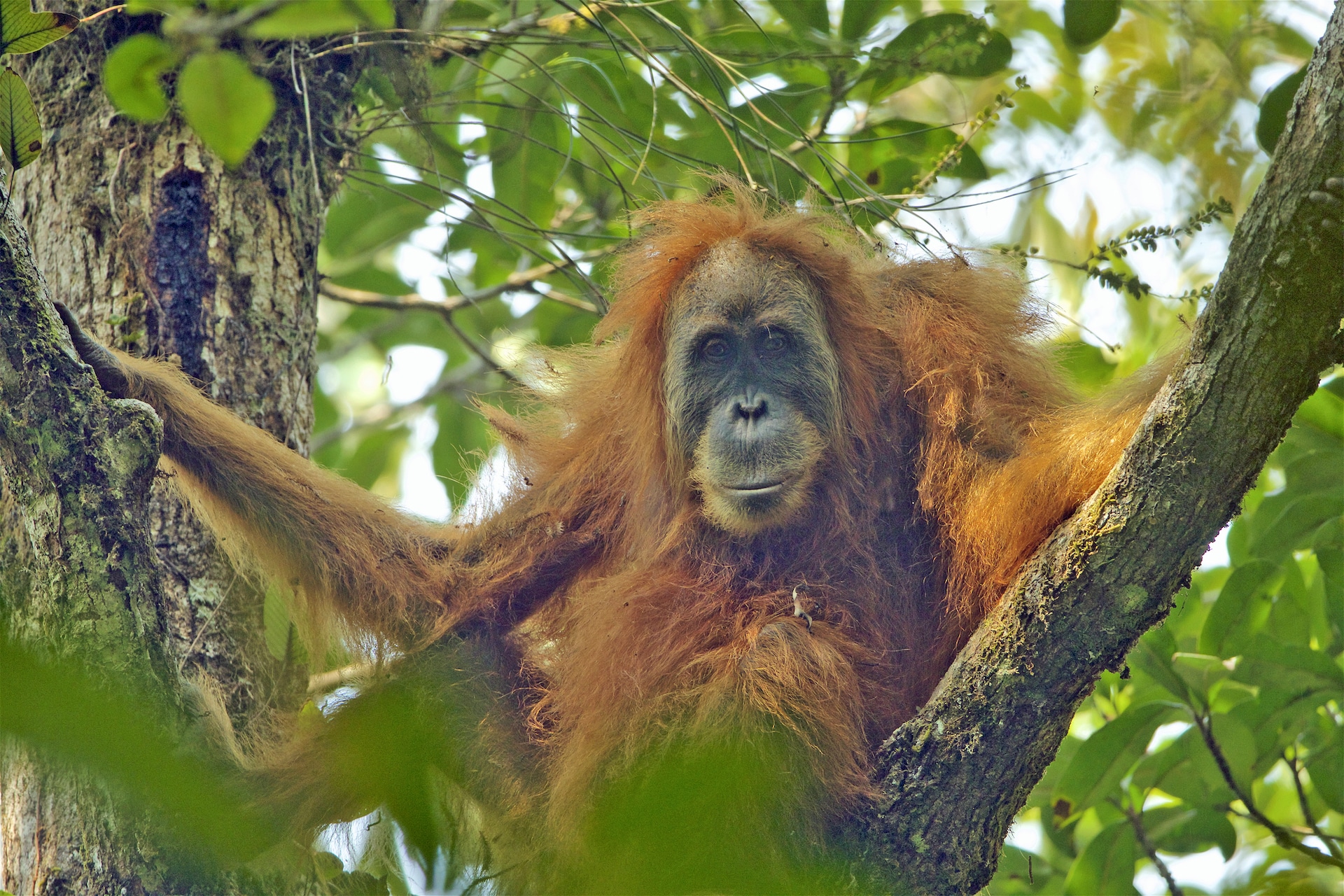 Pongo tapanuliensis female Pongo tapanuliensis female