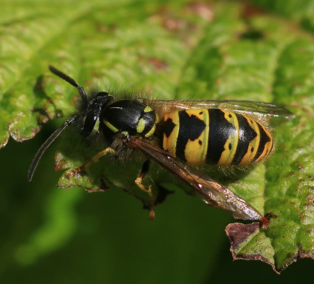 Vespula vulgaris (Common Wasp) Vespula vulgaris (Common Wasp)