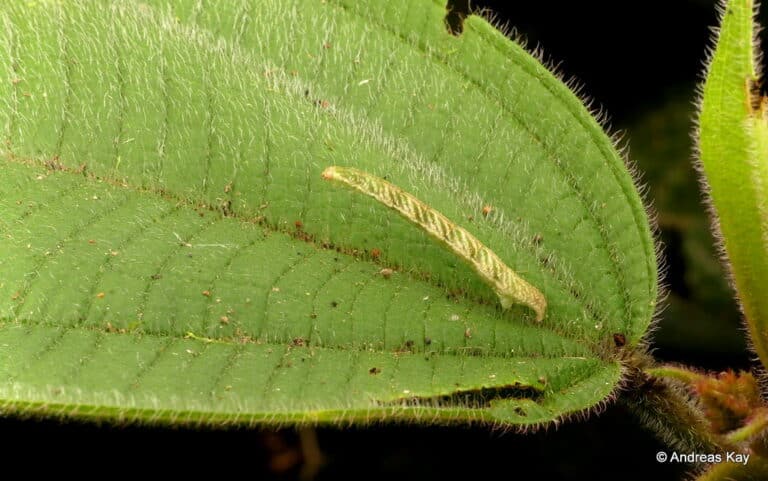Inchworm, Geometridae Inchworm, Geometridae