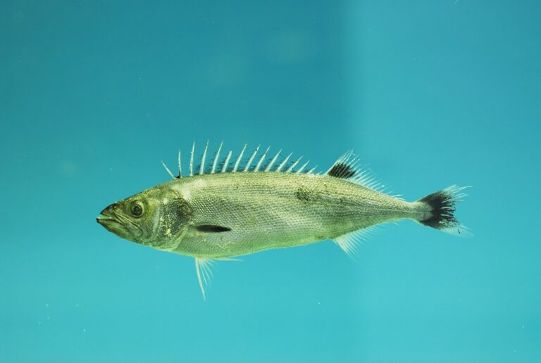 fish4425 Oilfish