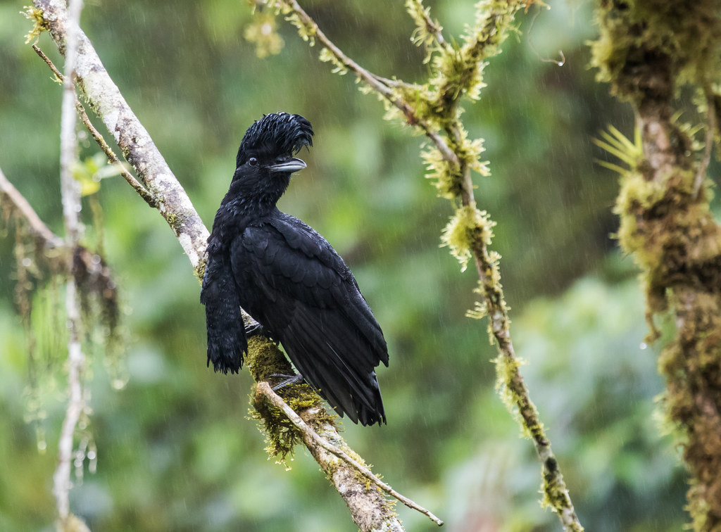 Long-wattled Umbrellabird Long-wattled Umbrellabird