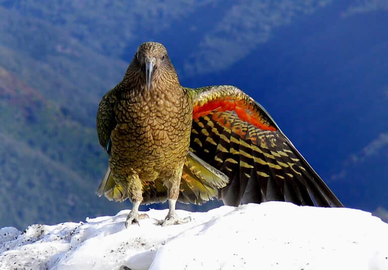 File:Kea. New Zealand Alpine Parrot. (Nestor notabilis) (9112326315).jpg