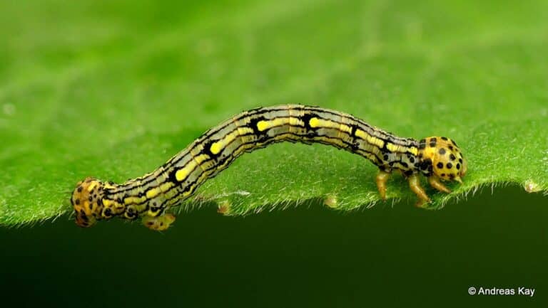 Inchworm, Geometridae Inchworm, Geometridae