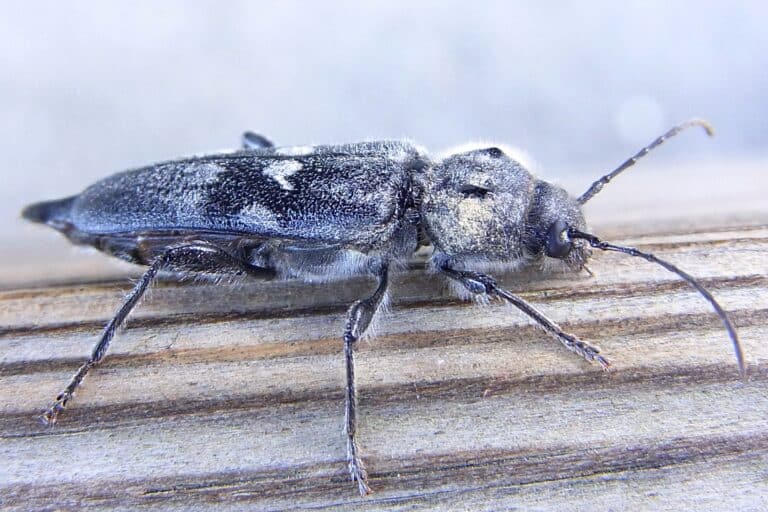 Hylotrupes bajulus side2 Hylotrupes bajulus side2