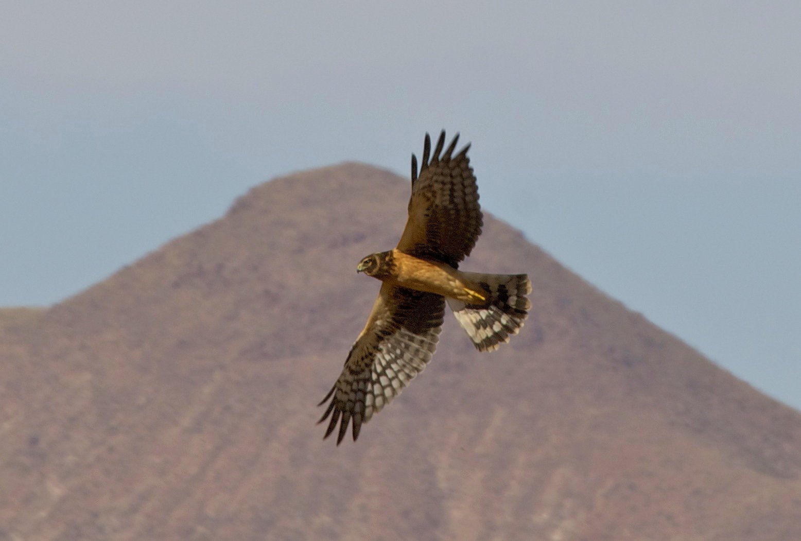 Circus hudsonius flying, Bosque del Apache NWR, New Mexico, USA Circus hudsonius flying, Bosque del Apache NWR, New Mexico, USA