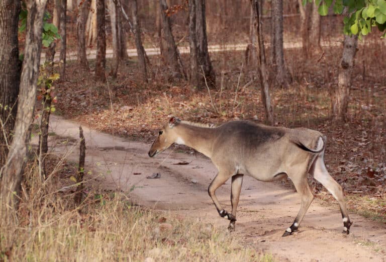 Nilgai or Blue Bull – Boselaphus tragocamelus Nilgai or Blue Bull – Boselaphus tragocamelus