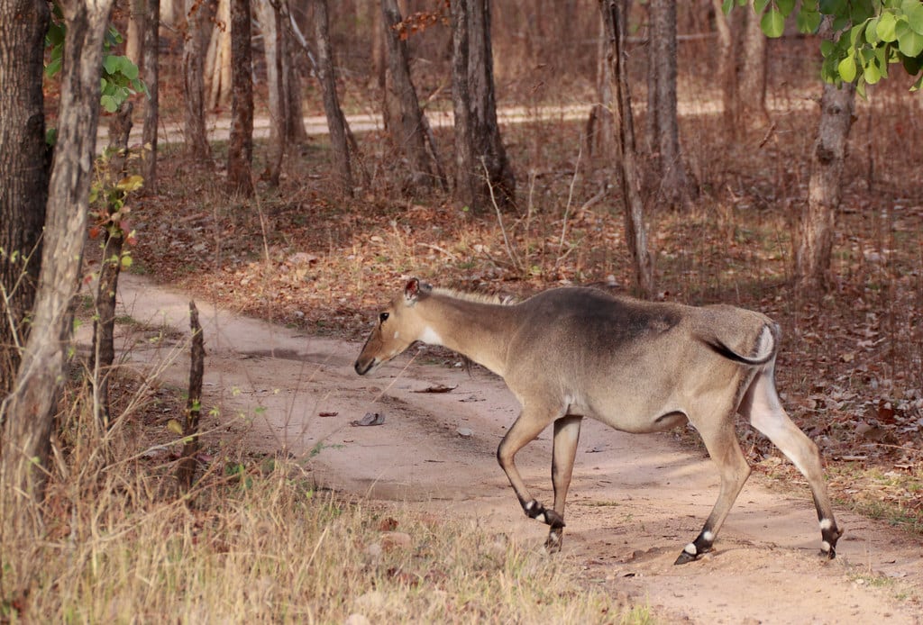 Nilgai or Blue Bull – Boselaphus tragocamelus Nilgai or Blue Bull – Boselaphus tragocamelus