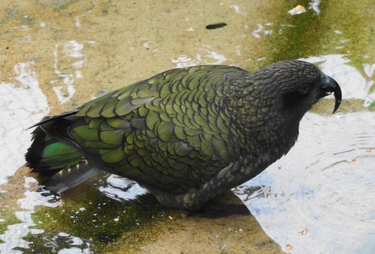 Nestor notabilis – Zoo Frankfurt 2