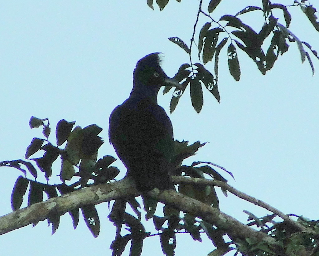 Pájaro Paraguas [Amazonian Umbrellabird] (Cephalopterus ornatus)