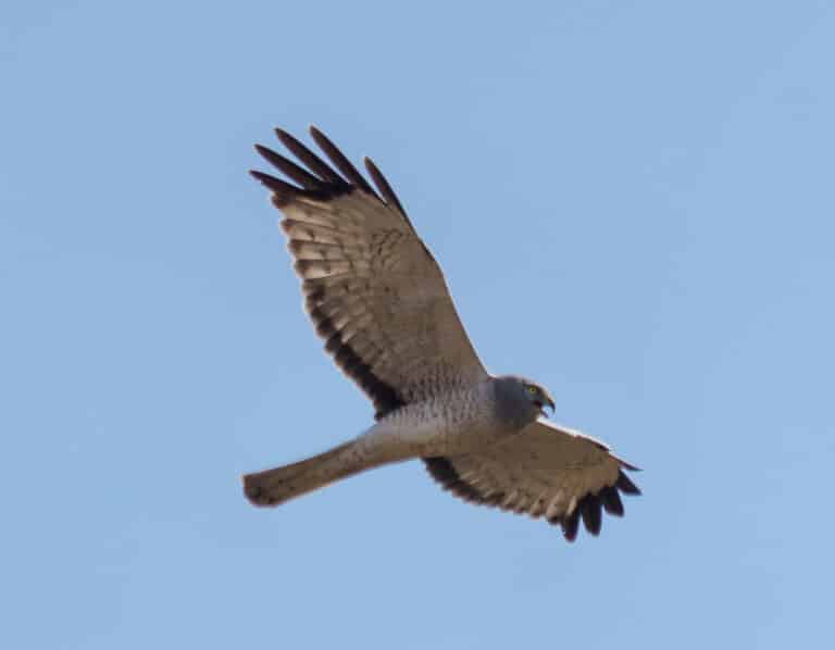 Northern Harrier (Circus hudsonius) – 52165981685 Northern Harrier (Circus hudsonius) – 52165981685