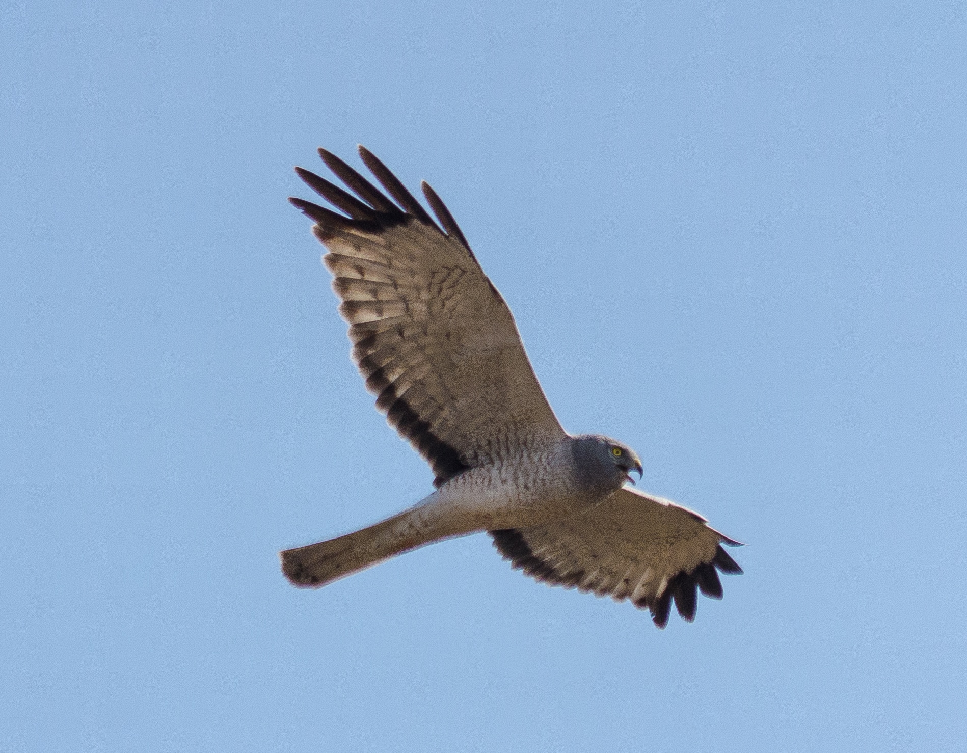 Northern Harrier (Circus hudsonius) – 52165981685 Northern Harrier (Circus hudsonius) – 52165981685