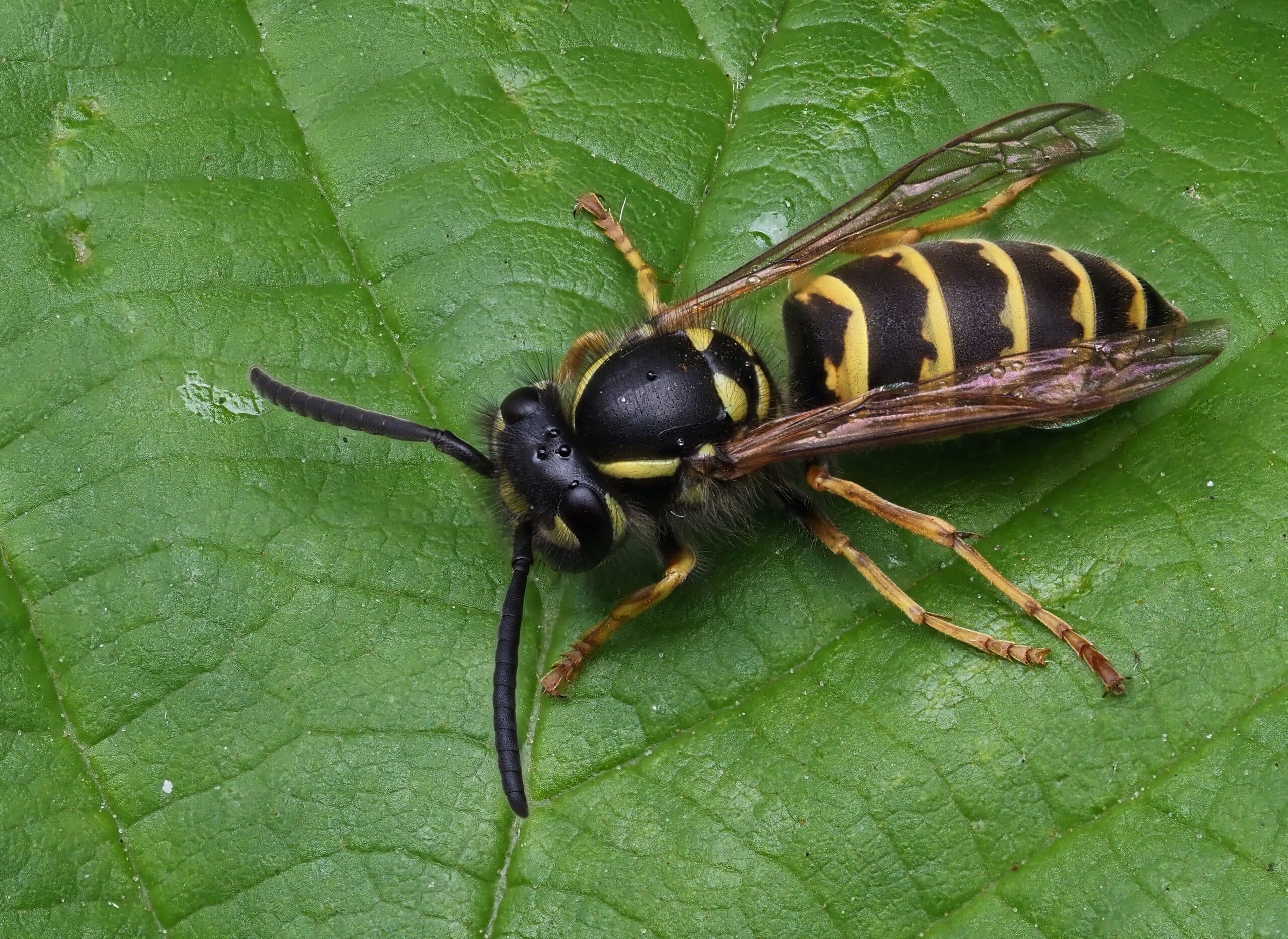 Guêpe commune (Vespula vulgaris) ♀, Parc de Woluwe, Bruxelles (52272964040) Guêpe commune (Vespula vulgaris) ♀, Parc de Woluwe, Bruxelles (52272964040)