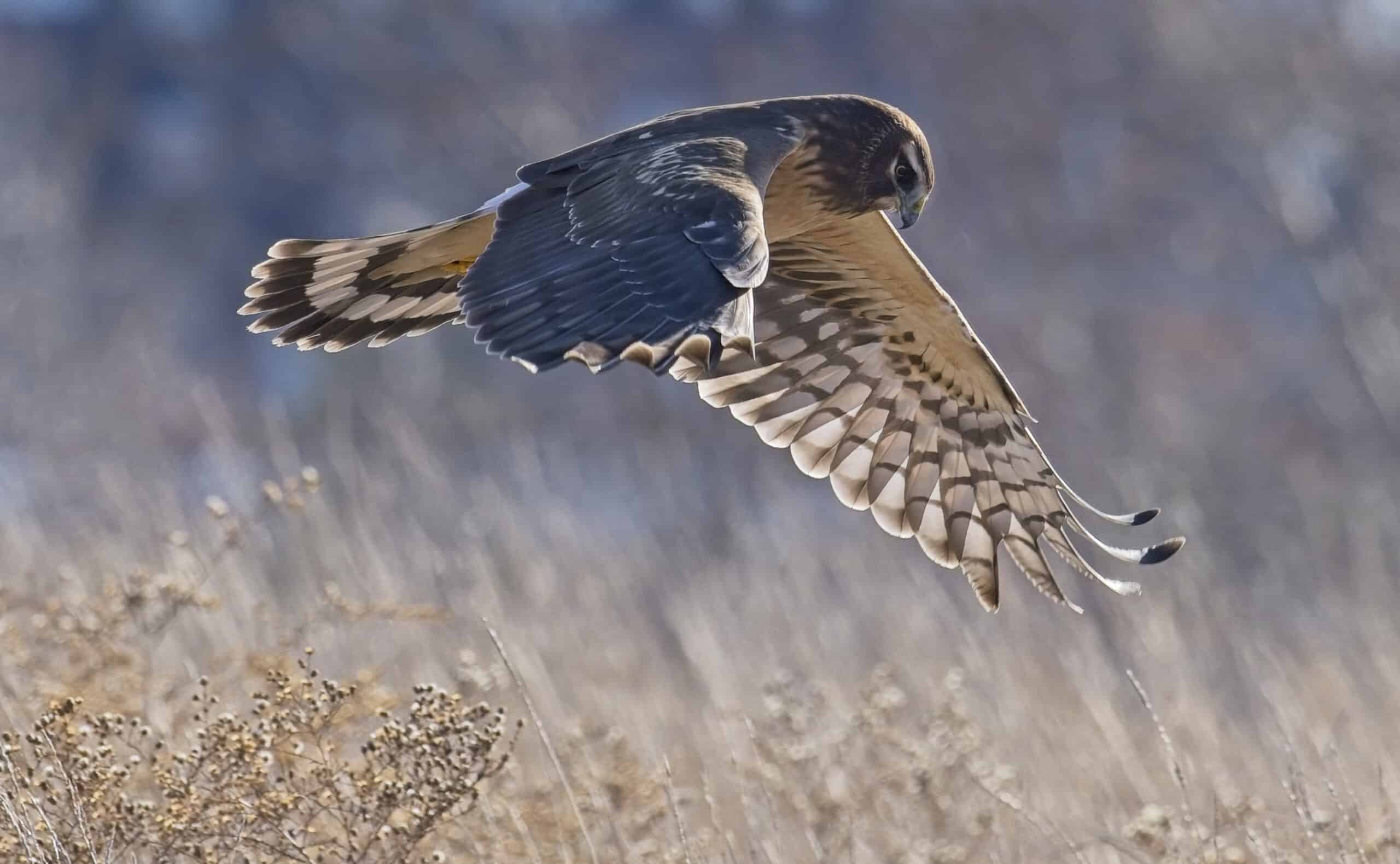 Circus hudsonius Northern harrier Downsview Park Toronto1 Circus hudsonius Northern harrier Downsview Park Toronto1 Northern Harrier