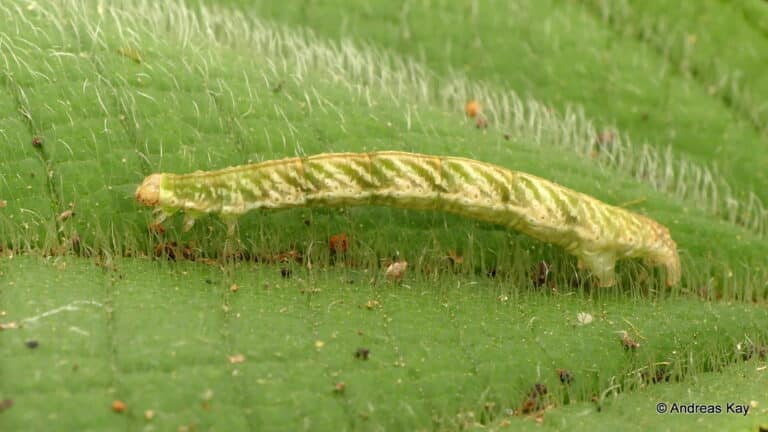Inchworm, Geometridae Inchworm, Geometridae